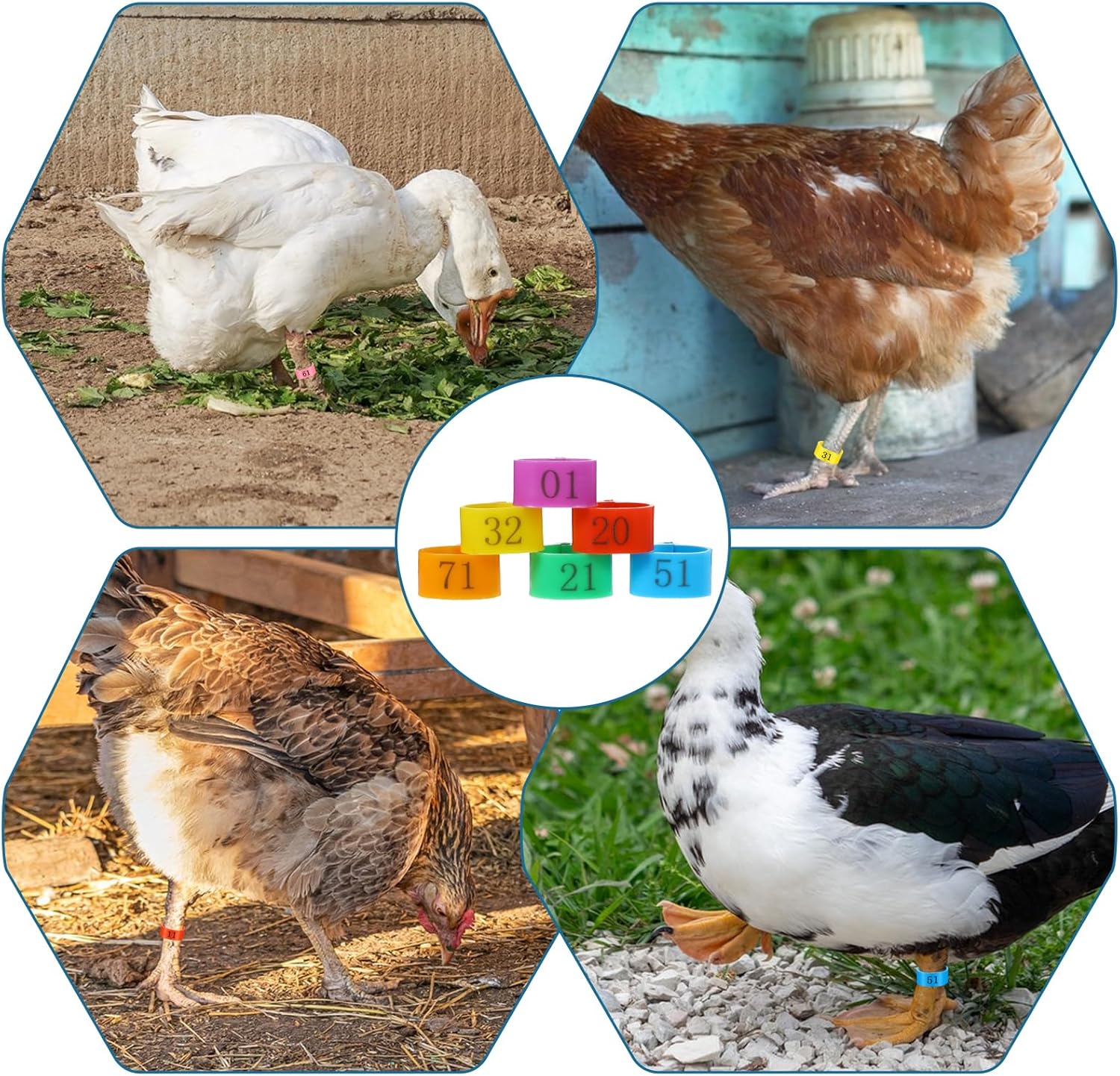 80 Pcs Chicken Leg Bands, 16mm Chicken Leg Bands with 8 Colors, Colorful 01-80 Numbered Chicken Identification Leg Bands Duck Poultry Leg Tags for Chicks Ducks โ image 6