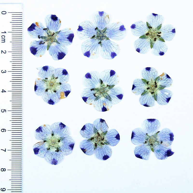 Real Dried Pressed Flowers Leaves Mixed Pack Scrapbooking Embellishments for DIY Resin Ornament(9 flowers) — image 3