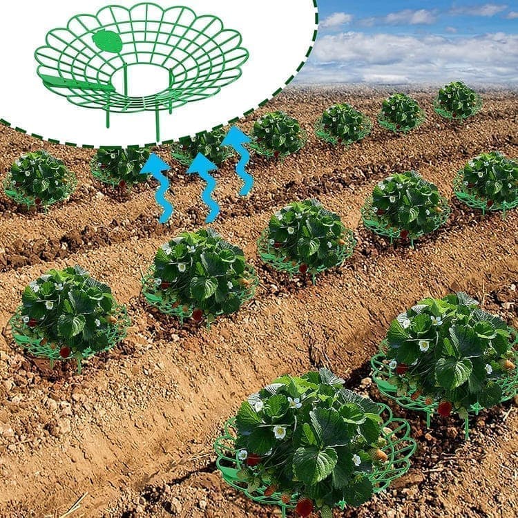 10-Pack Strawberry Holder Plant Support for Strawberries and Vegetables, 10.2 Inches — image 3