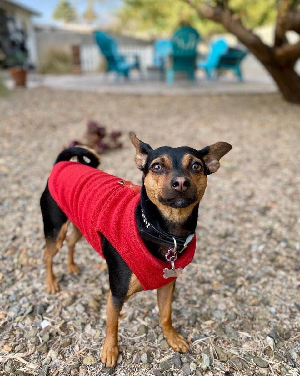 Dog Coat - Fleece Dog Vest - Winter Dog Sweater - Warm Dog Coat - Leash with O-Ring - Perfect for Small and Medium Dogs - Red - Size S — image 5