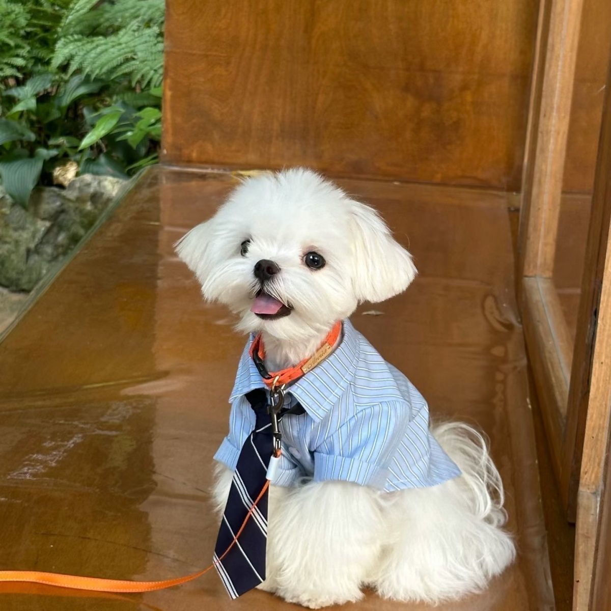 Lightweight Spring Summer Pet Shirt for Cats & Dogs, Smart Stylish Collared Outfit With Tie, Green, Size S, Back Length 24cm, Suitable for 3‑4kg Pets — image 5