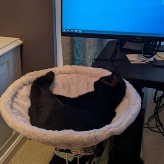 Cat Desk Hammock Bed With Soft Faux Fur And Steel Frame Clamp Mount For Indoor Small To Medium Cats, White Diameter, 40 cm โ image 2