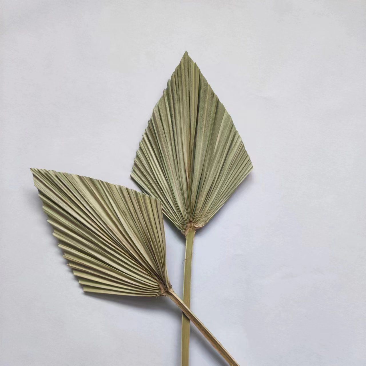 4 Pieces Natural Dried Palm Spears Small Dried Palm Fans for Flower Bouquet Boho Wedding Home Party Kitchen Vase Farmhouse — image 4