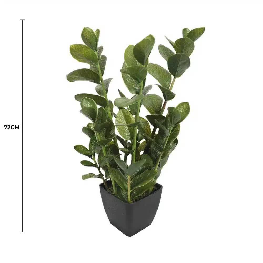 72cm Potted Multi Stem Zanzibar — image 2