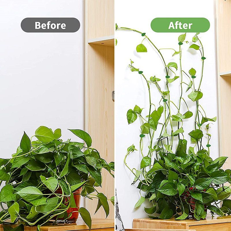10pcs Plant Wall Fixture Clips for Climbing Plants Invisible Vine Traction Support Holder with 10Pieces Adhesive โ image 3