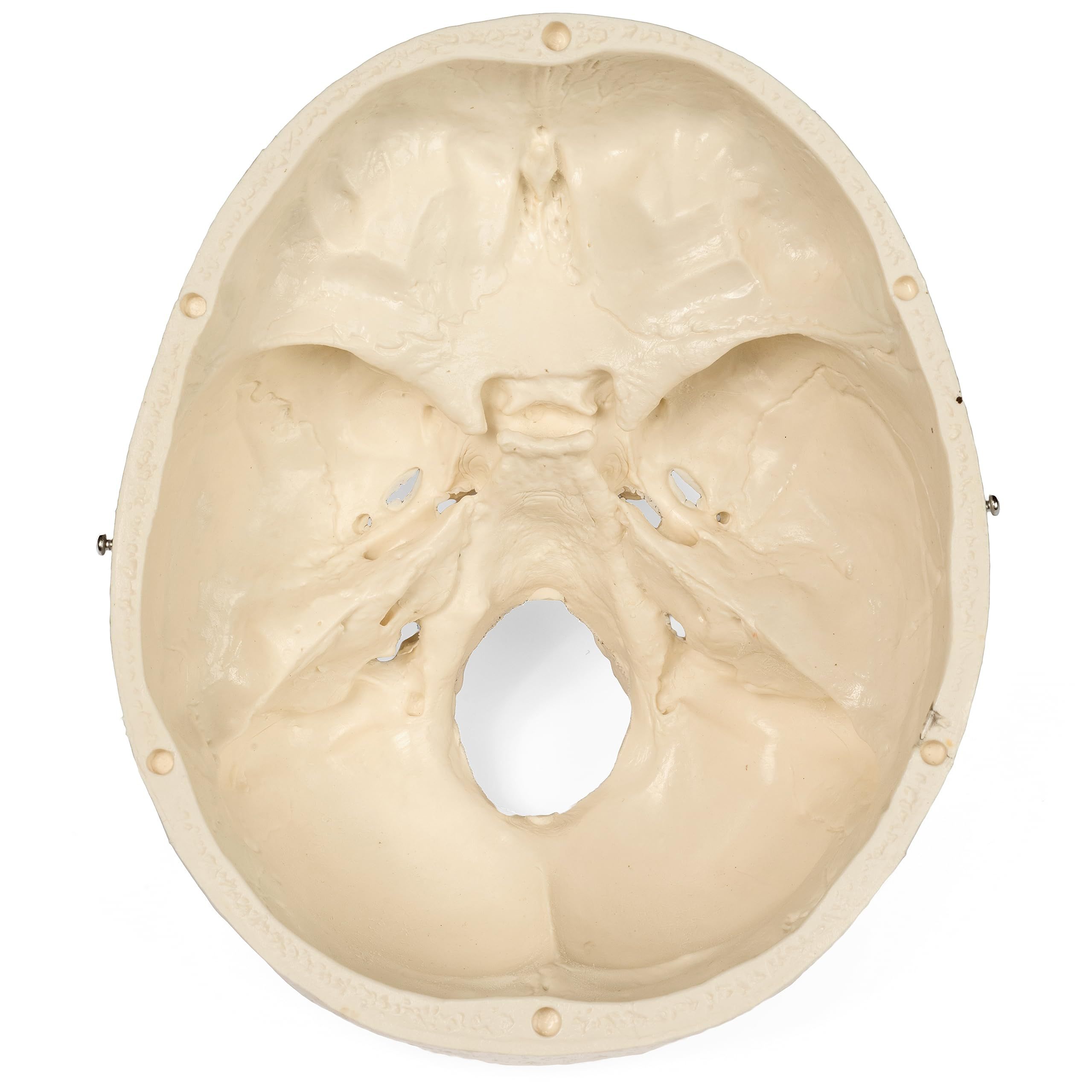 Medical Anatomical Skull Model - 3 Parts - Life Sized Human Mold Perfect Study Tool The mold is authentic — image 4