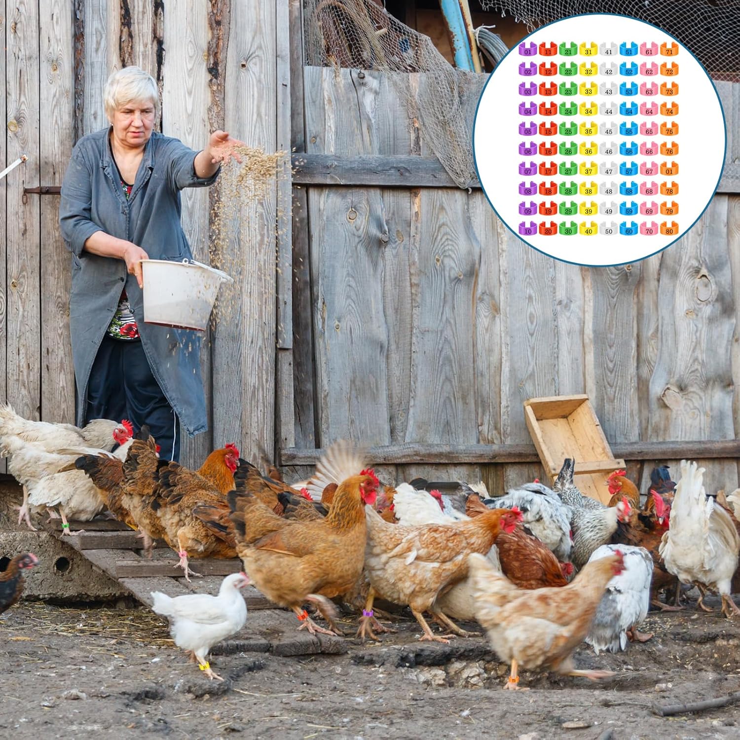 80 Pcs Chicken Leg Bands, 16mm Chicken Leg Bands with 8 Colors, Colorful 01-80 Numbered Chicken Identification Leg Bands Duck Poultry Leg Tags for Chicks Ducks โ image 5