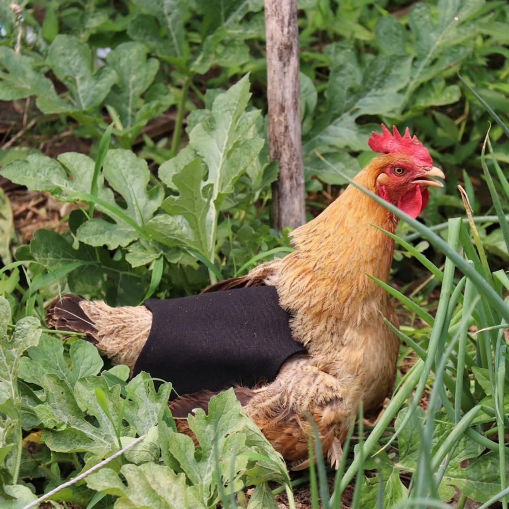 Canvas Chicken Apron Hen Saddle Vest Hen Duck Wing Protection Chicken Jackets Hen Aprons Poultry Care Accessories โ image 6