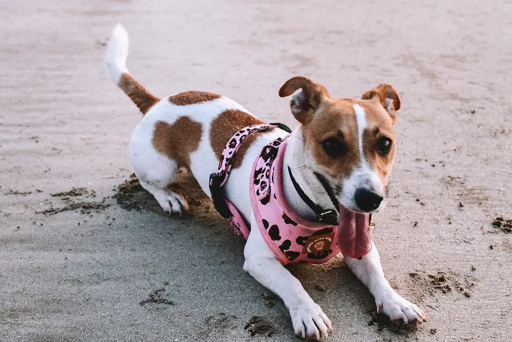 Designer Dog Harness — image 3