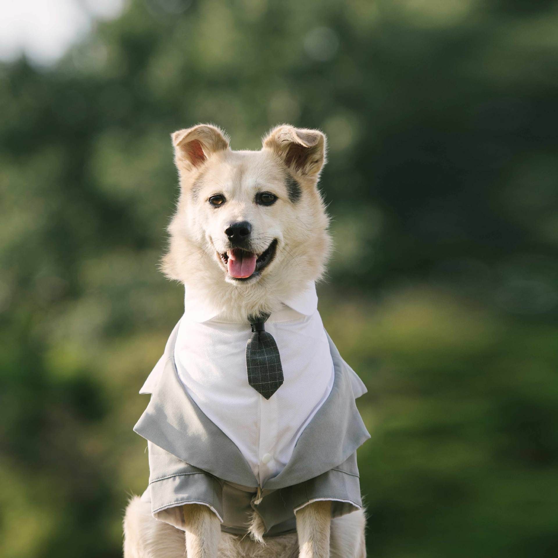 Pet Suit Dog Tuxedo Wedding little tail Polyester Individual tie (average size, order Note color) 2XL — image 3
