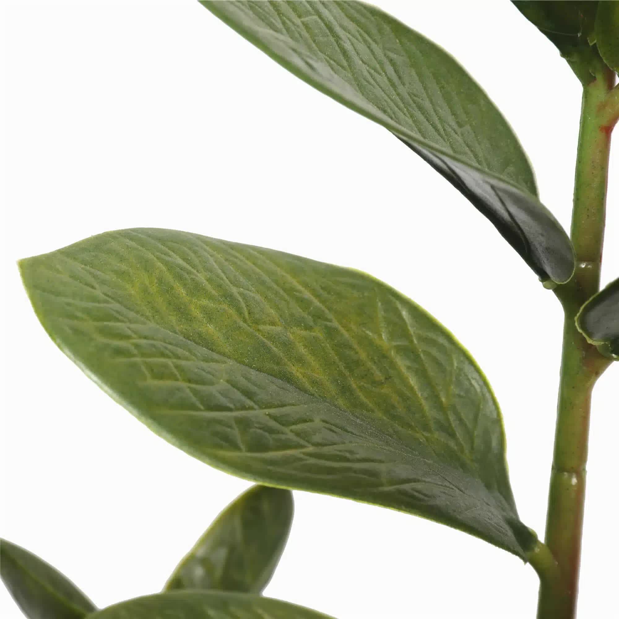 72cm Potted Multi Stem Zanzibar — image 3