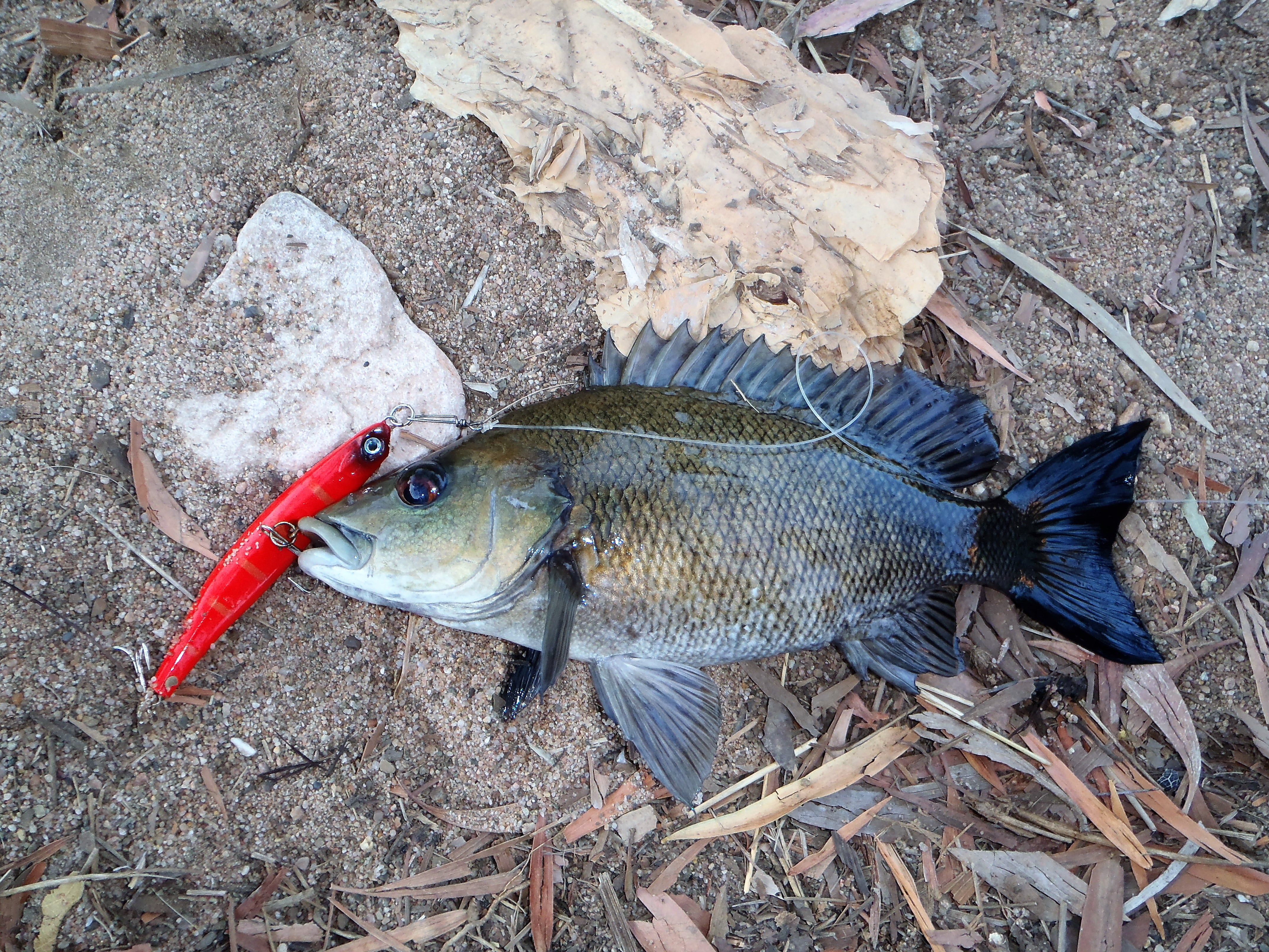 Toppu Mizzu Sidewinder Bent Minnow, 95mm, Gold Flare โ image 3