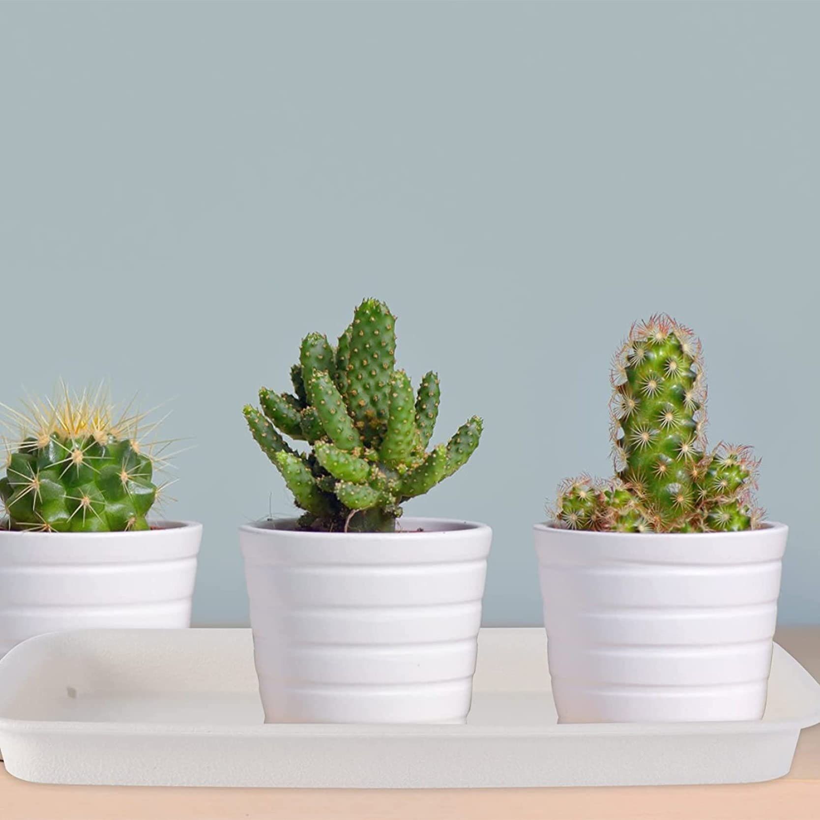 Plastic Plant Pot Rectangle Heavy Duty Large Flowerpot Tray Resin Plant Drip Saucer Base Flower Box Saucer Suitable for Long Planter — image 4