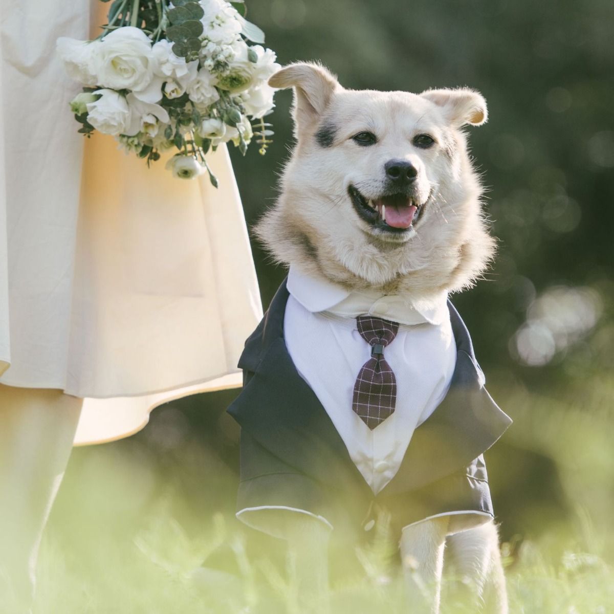 Pet Suit Dog Tuxedo Wedding little tail Polyester Khaki 5XL — image 5