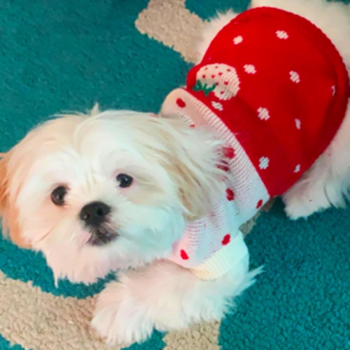 Dog Coat - Dog Sweater - Classic Turtleneck Knit Dog Sweater - Warm Winter Dog Clothes - Cute Strawberry Heart Pattern - Perfect for Small and Medium Dogs — image 4