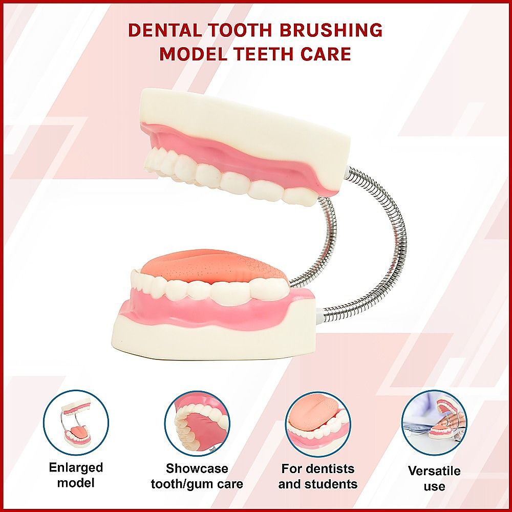 Dental Tooth Brushing Model Teeth Care — image 4