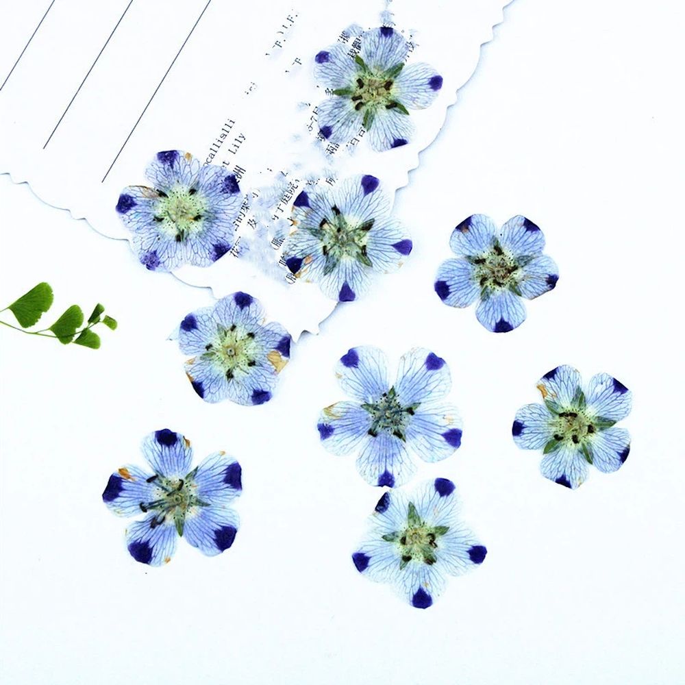 Real Dried Pressed Flowers Leaves Mixed Pack Scrapbooking Embellishments for DIY Resin Ornament(9 flowers) — image 5