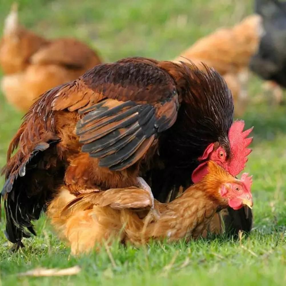 Canvas Chicken Apron Hen Saddle Vest Hen Duck Wing Protection Chicken Jackets Hen Aprons Poultry Care Accessories โ image 3