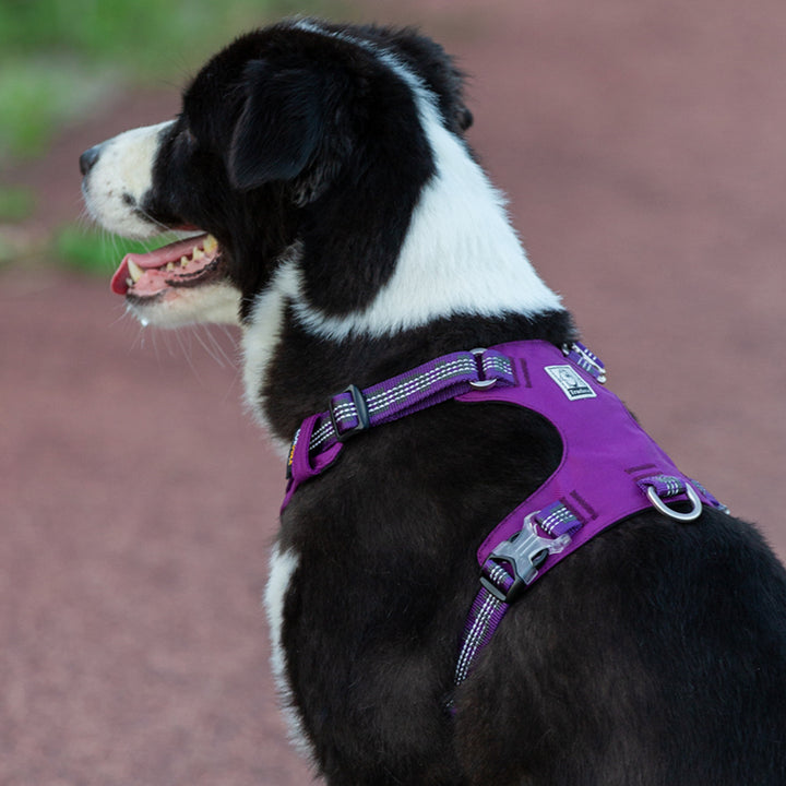Lightweight 3M reflective Harness Purple S โ image 4