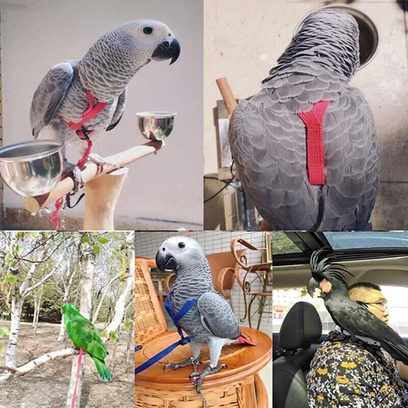 S Pet Parrot Bird Harness Lead Leash Flying Training Rope Cockatiel Outdoor - Green โ image 6
