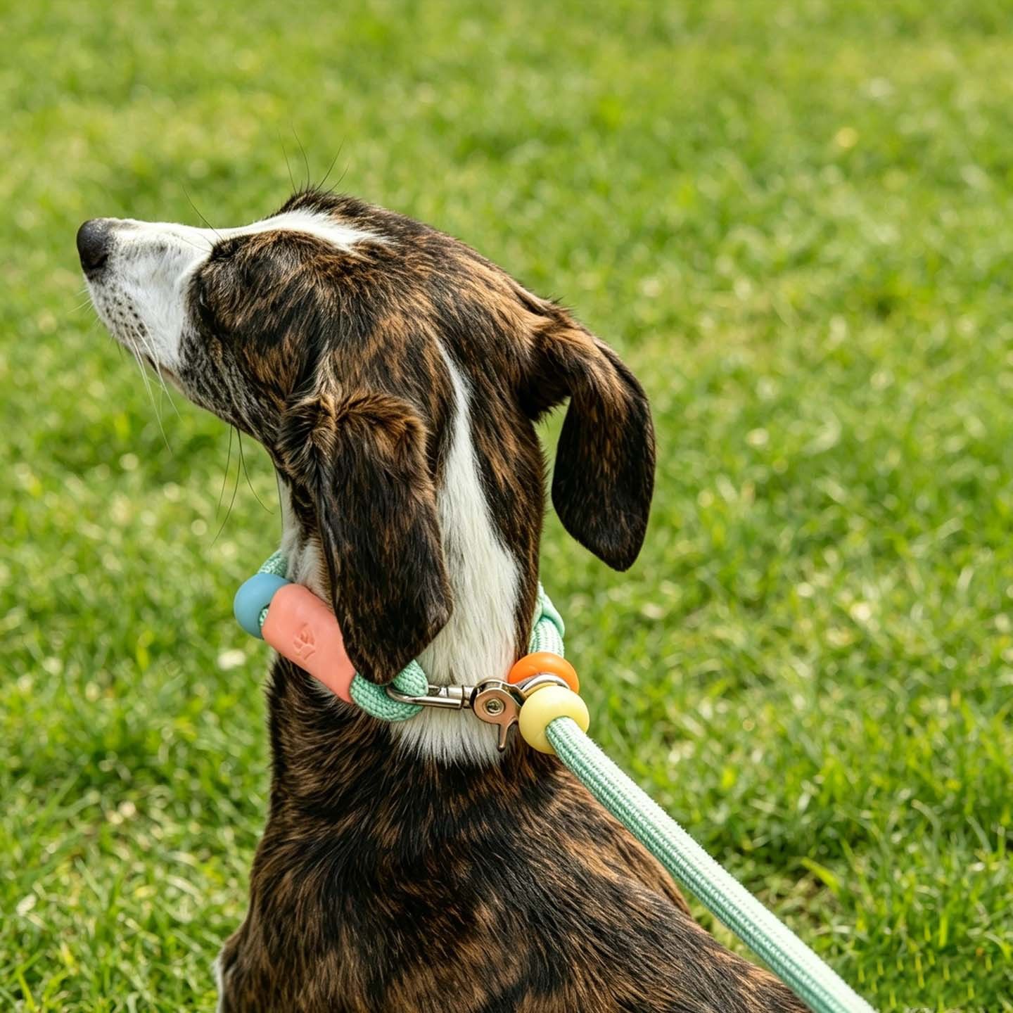 GROW&TAIL Nylon Dog Leash Buffer Handle for Large Dogs — image 2
