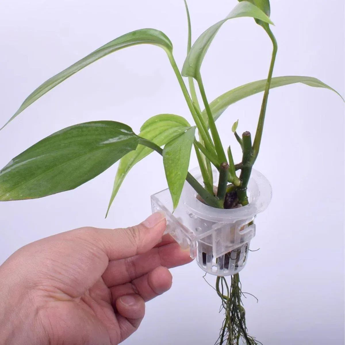 Adjustable Wall Mounted Aquatic Plant Cup for Emersed Plants Water Grass Holder โ image 5