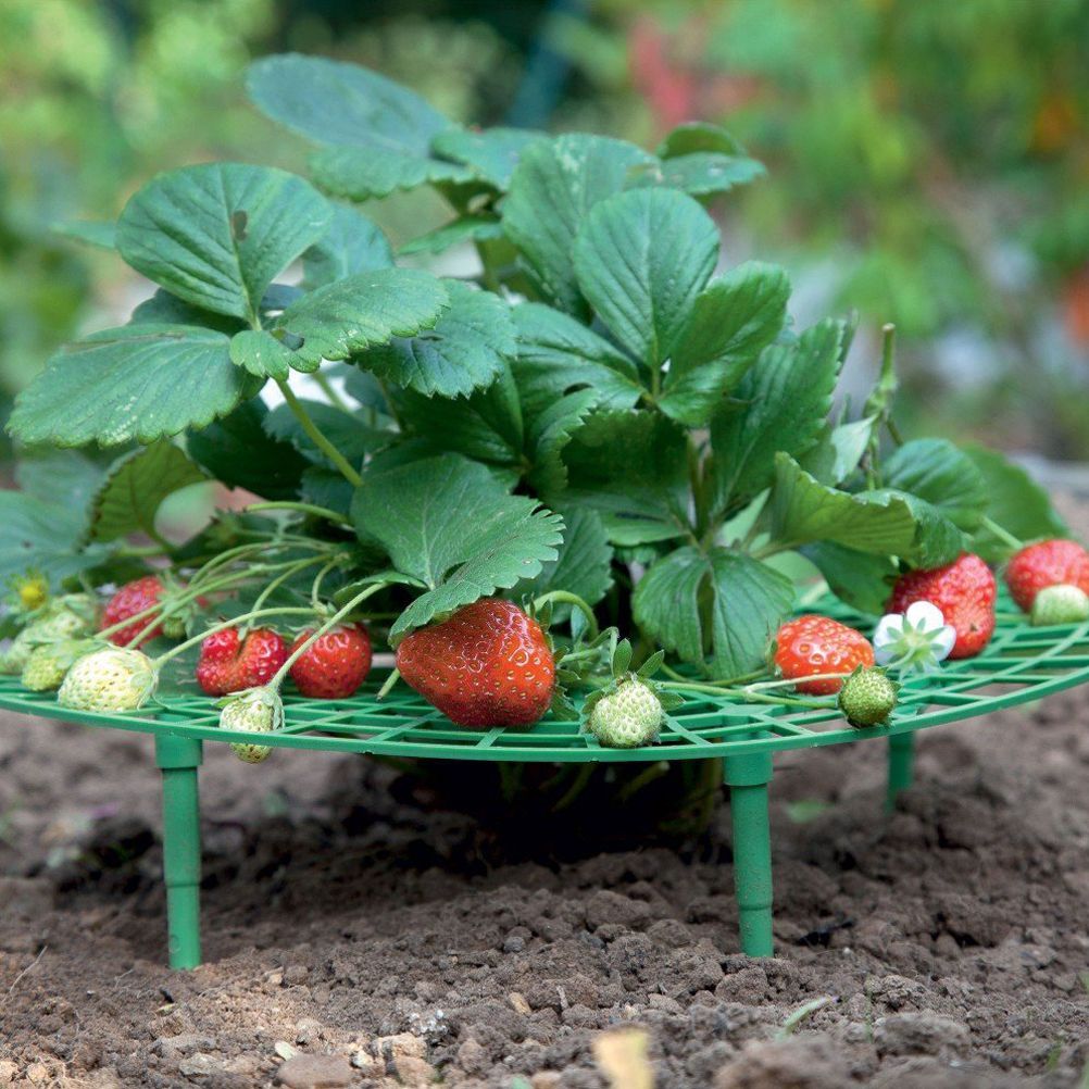 Strawberry Growing Support Practical Strawberry Rack Plant Climbing Vine Stand — image 6