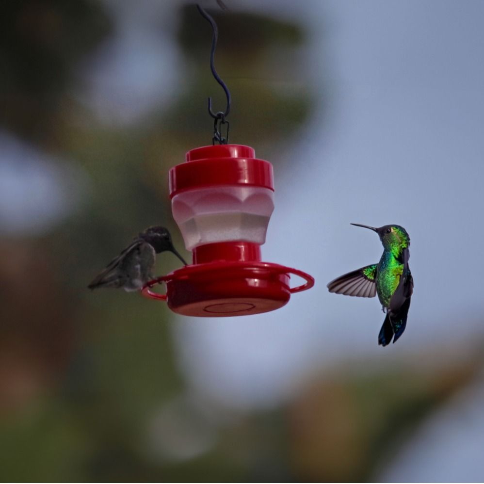 Hummingbird Feeder with Hook and 8 Feeding Stations, Bird Water Feeder for Outside Hanging for Garden Yard (2) — image 2