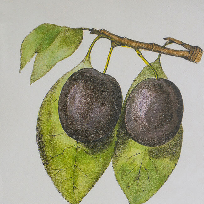 Set 2 Botanical Wall Decor 70cm — image 2