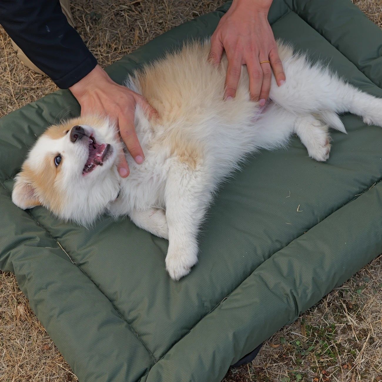 High-Quality Pet Portable Moisture-Proof Mattress, 120 × 80cm Large Size, Foldable for Storage, Wear-Resistant and Waterproof, All-Season Use, Suitable for — image 6
