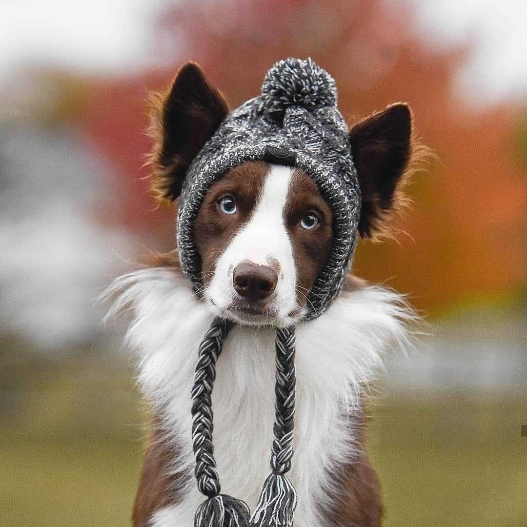 Dog Hat Knitted Windproof Winter Pom Hat, Black, S — image 2