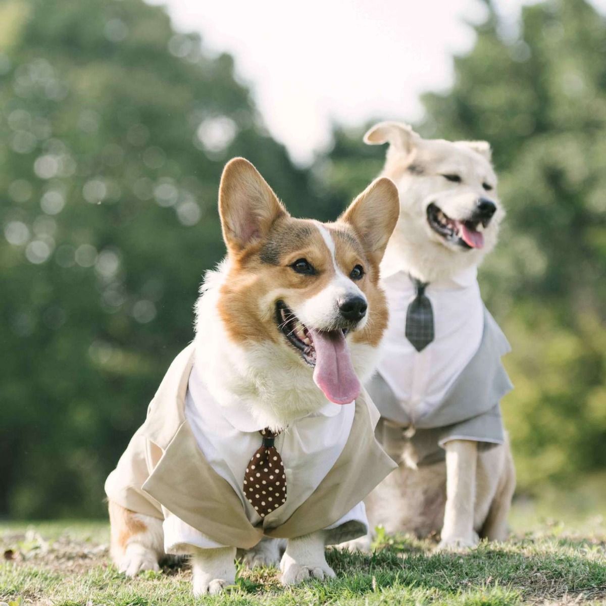 Pet Suit Dog Tuxedo Wedding little tail Polyester Individual tie (average size, order Note color) 4XL — image 6