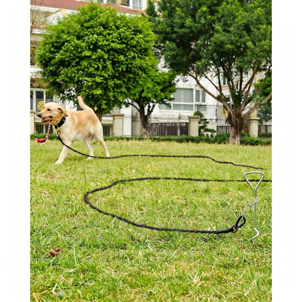 Large Dog Leash Sky Blue 01 — image 4