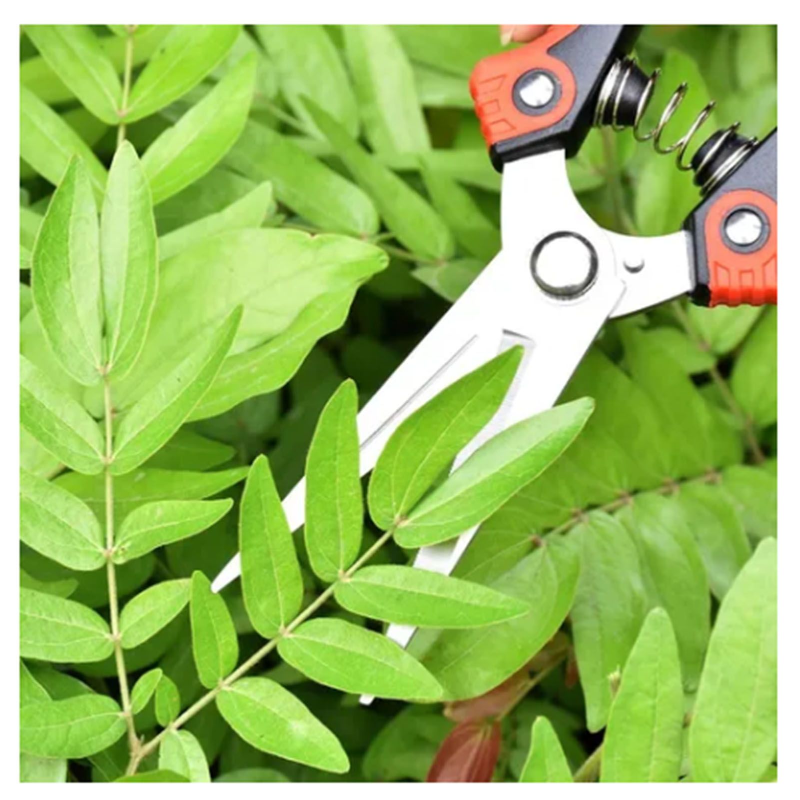 2Pcs Garden Pruning Shears Labor Saving Fruit Tree Thick Branch Pruning Shears Gardening Scissors Tools — image 5
