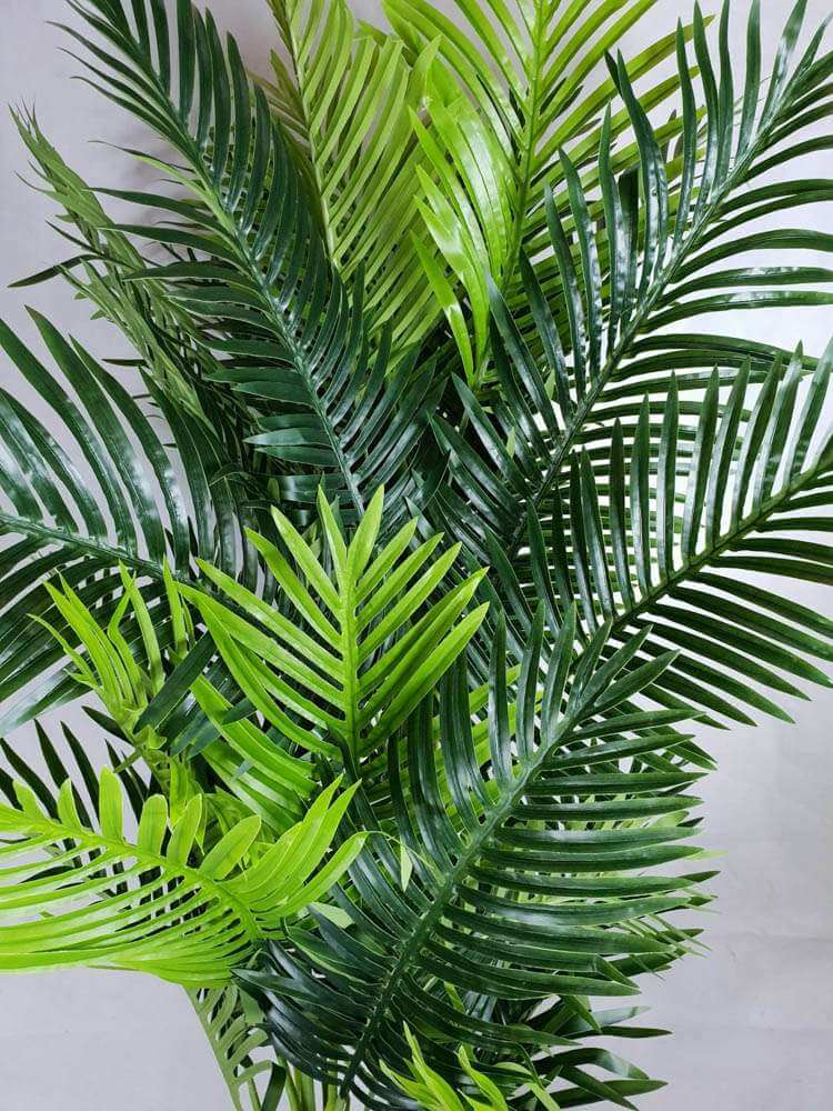 Multi Trunk Hawaii Palm 180cm โ image 3