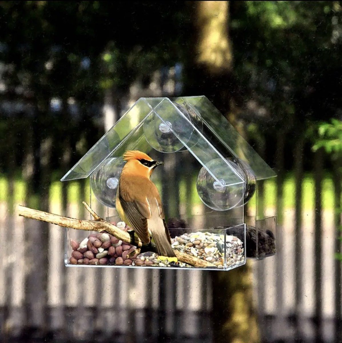 Transparent House-Shaped Window Bird Feeder with Suction Cups, Outdoor Feeding Station for Attracting Small Wild Birds at Home — image 3