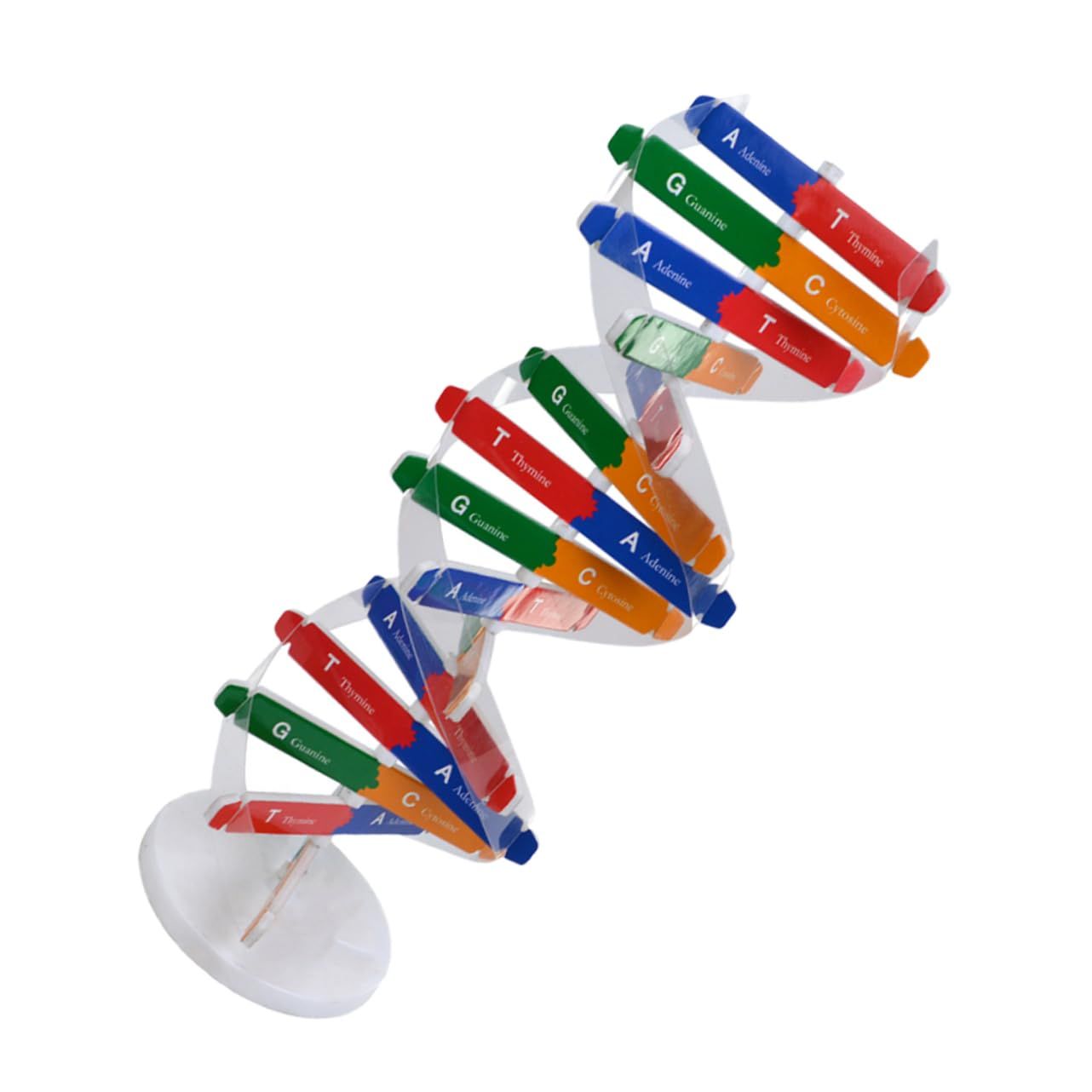 DNA Double Helix Model of Molecular Structure