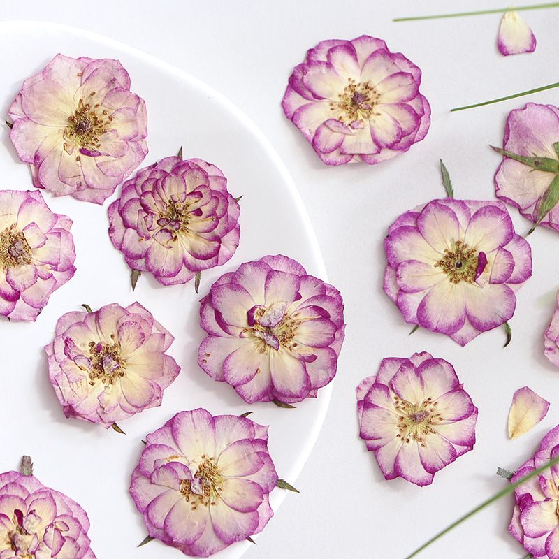 Large Purple Dried Pressed Flower for Resin, Big Real Nature Pressing Floral Leaves for DIY Craft, Candle Scrapbooking Supplies