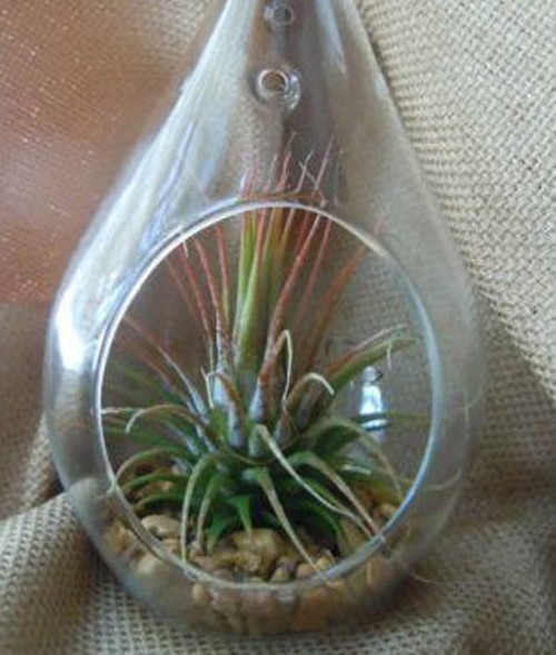 4 Pack of Hanging Clear Glass Tealight Candle Holder Tear Drop Pear Shape - 12cm High - Terrarium Plant Mini Garden Holder Decor โ image 4