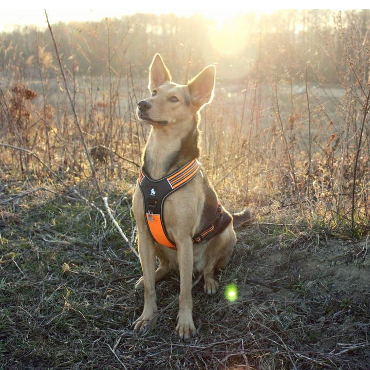 Reflective Heavy Duty Harness Orange XL โ image 3