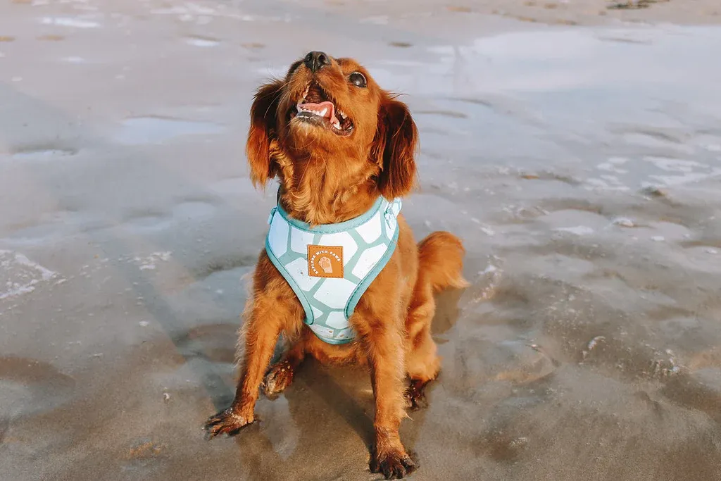 Designer Dog Harness — image 4