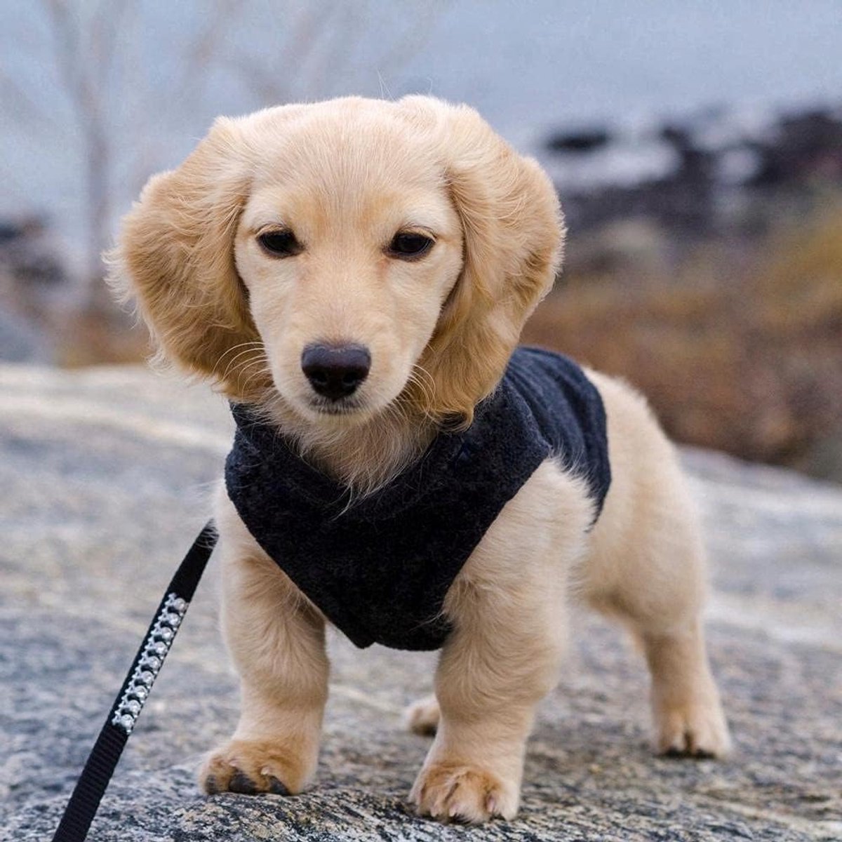 Dog coat - Fleece dog vest - Winter dog coat - Warm dog coat - Fleece dog sweater - Ring leash - Perfect for small dogs - Medium-sized dogs - Black - Size M — image 5