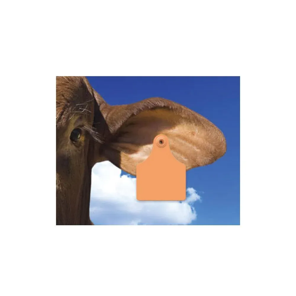 100x Cattle Ear Tags 7x10cm Set - Large Orange Blank Cow Sheep Livestock Label — image 5