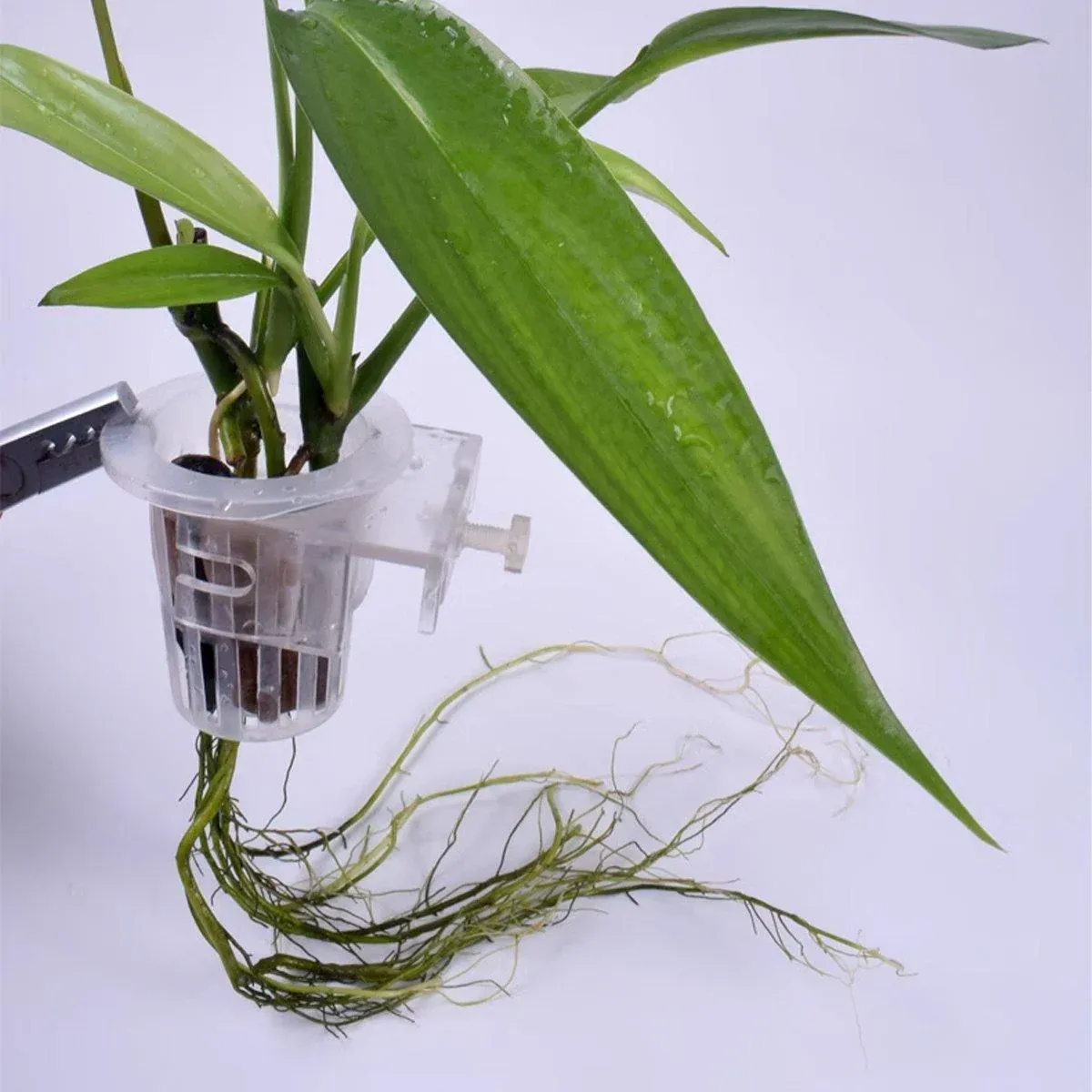 Adjustable Wall Mounted Aquatic Plant Cup for Emersed Plants Water Grass Holder โ image 6