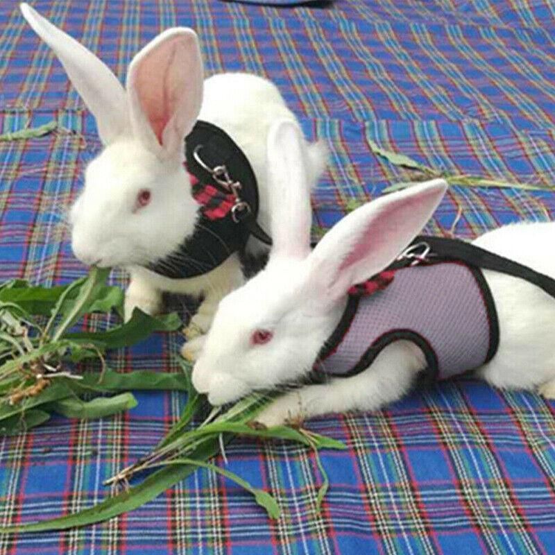 Rabbit Vest Harness Leash Lead Small Animal Pet Mesh Hamster Bunny Traction Rope M - Black — image 5