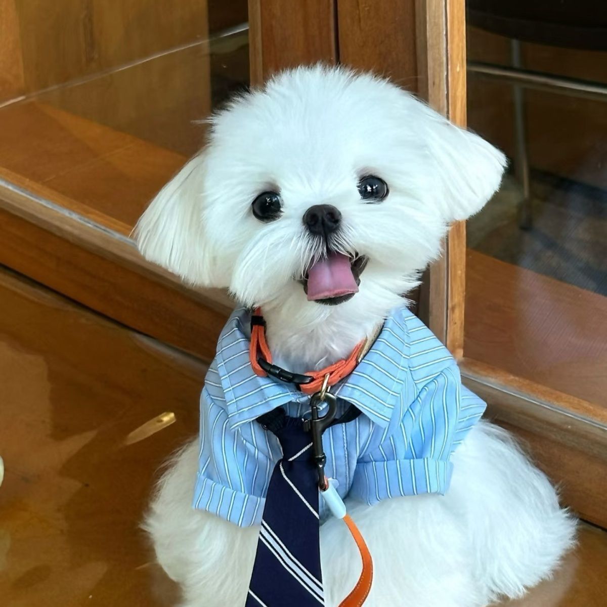 Lightweight Spring Summer Pet Shirt for Cats & Dogs, Smart Stylish Collared Outfit With Tie, Green, Size S, Back Length 24cm, Suitable for 3‑4kg Pets — image 3
