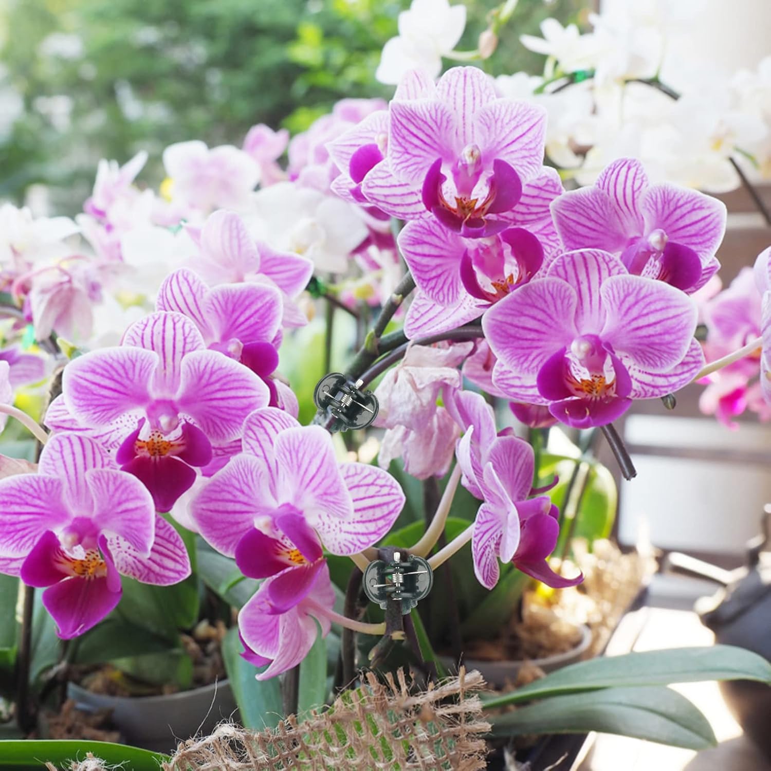Orchid & Plant Support Clips - 100 Pcs Dark Green Garden Cymbidium Clips to Keep Stems & Vines Upright โ image 6