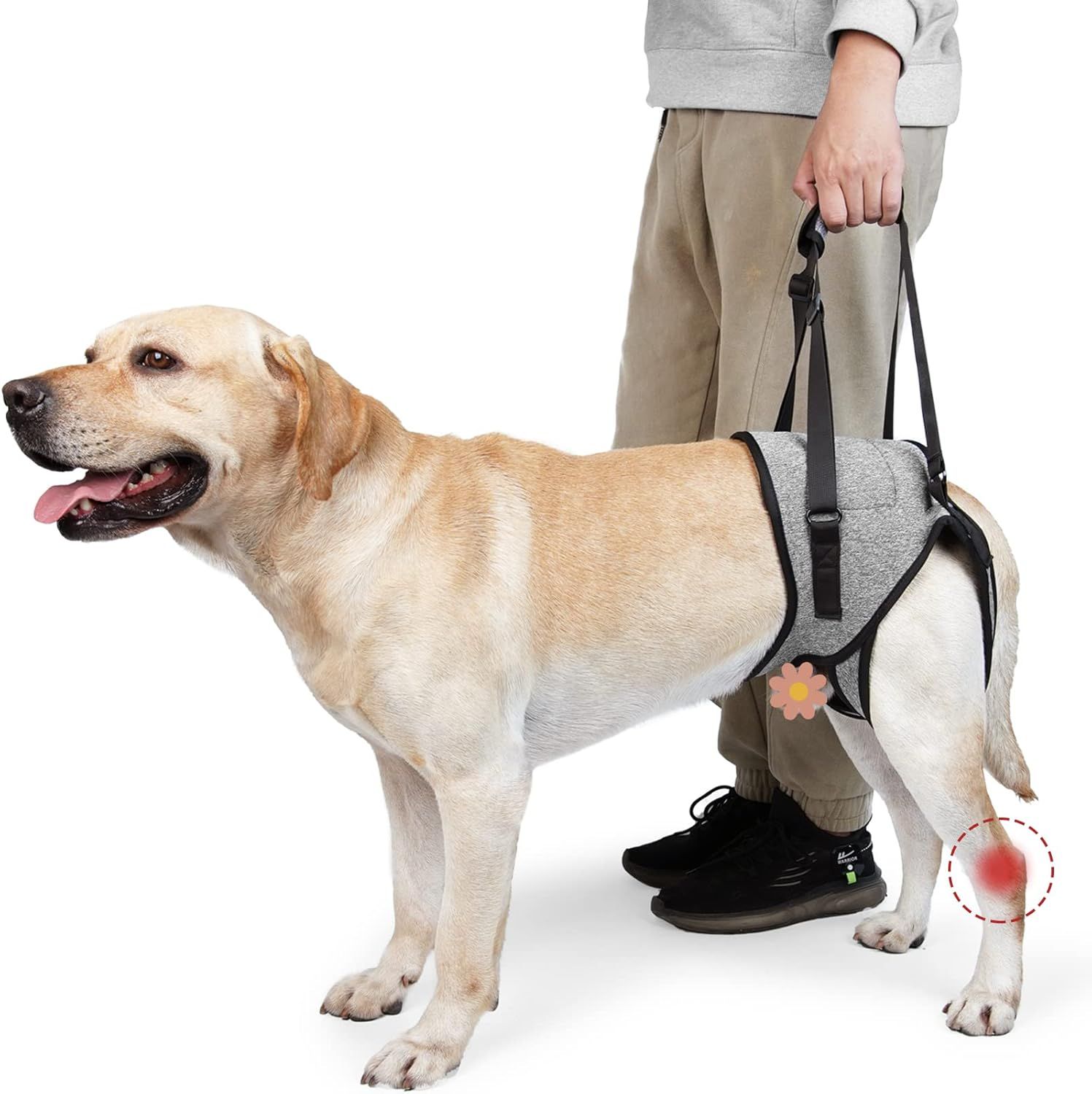 Dog Lift Harness - Adjustable Support for Medium Large Dogs, Comfortable Design with Padded Back Legs for Elderly, Injured, Arthritic, Senior, Disabled Dogs(M) — image 2
