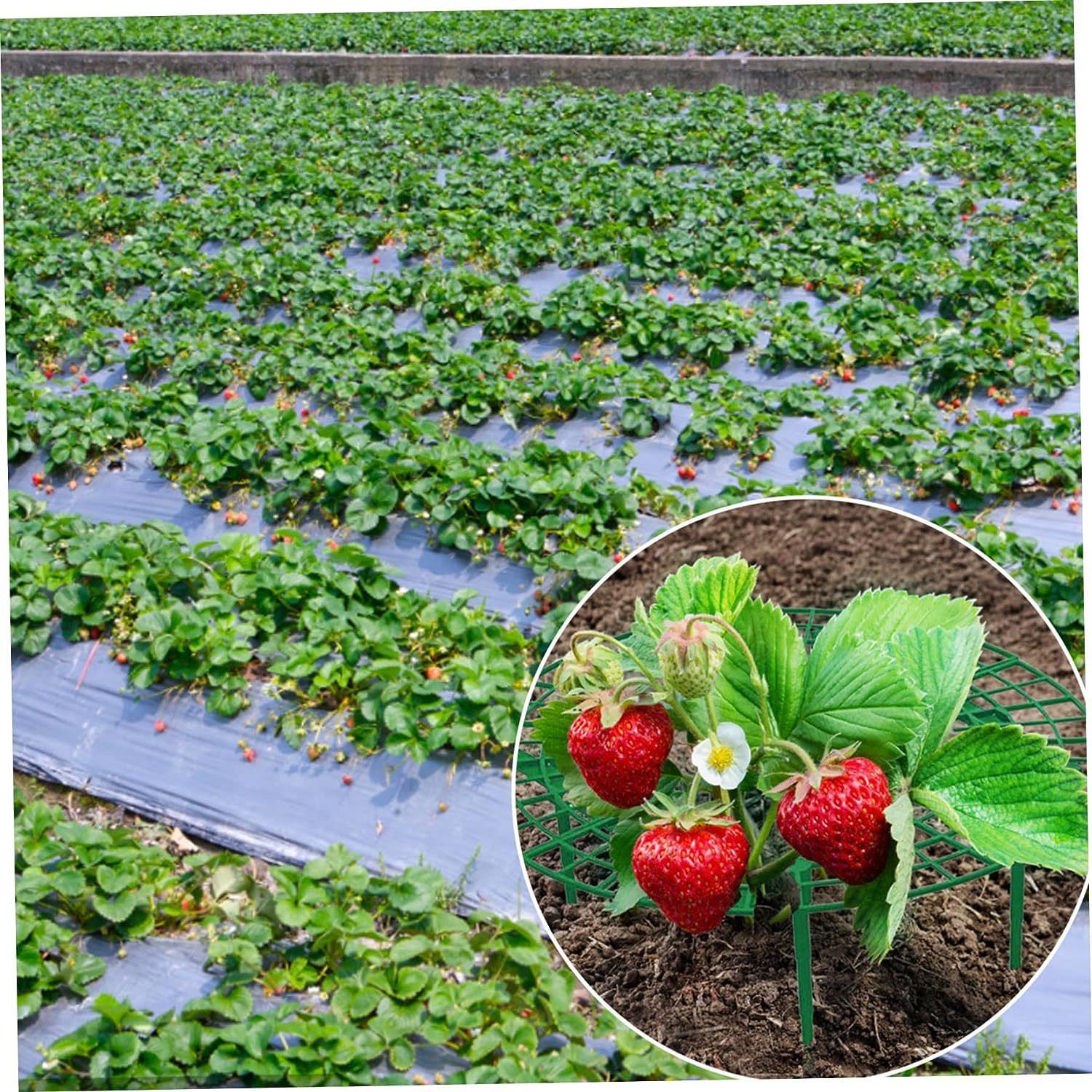 6 Pack Strawberry Growing Stand Strawberry Fruit Protection Support Stand Strawberry Plant Growing Stand