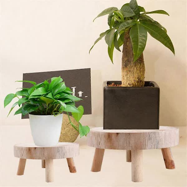 Wooden Plant Stand Bonsai Display Holder Indoor Outdoor Garden Decor โ image 3